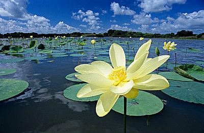 《寂静岭：Townfall》预告片彩蛋被发现 阿蕾莎将登场？